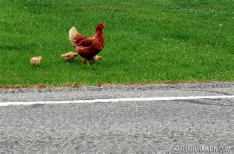 La Auténtica Experiencia del Juego Chicken Road en España in Spain